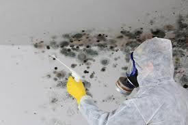 Why You Should Choose Our Mold Remediation Services in Sun Valley, PA